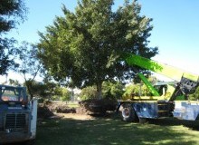 Kwikfynd Tree Lopping
moorawa