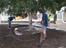 Kwikfynd Tree Transplanting
moorawa